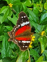 Anartia amathea