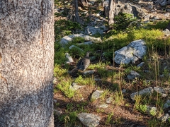 Dendragapus obscurus