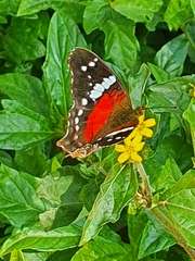 Anartia amathea