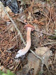 Laccaria bicolor