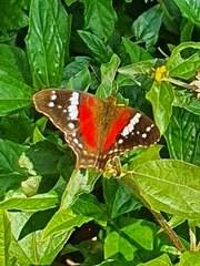 Anartia amathea