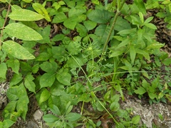 Oenantheae