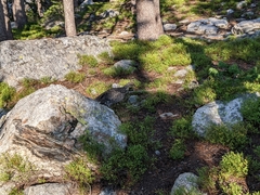 Dendragapus obscurus