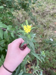 Oenothera villosa