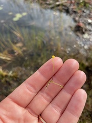 Utricularia gibba