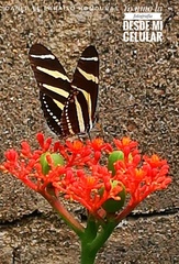 Heliconius charithonia
