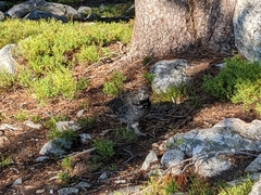 Dendragapus obscurus