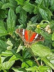 Anartia amathea