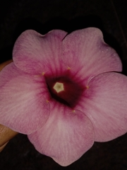 Allamanda blanchetii