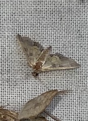 Diacme elealis