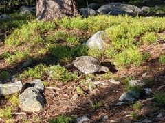 Dendragapus obscurus