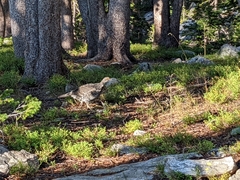 Dendragapus obscurus