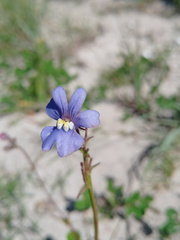 Nemesia affinis