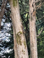 Tamiasciurus douglasii