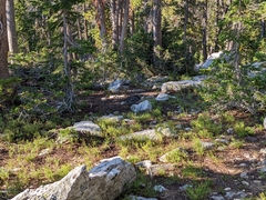 Dendragapus obscurus