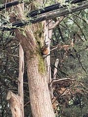 Tamiasciurus douglasii