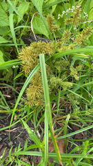 Cyperus odoratus