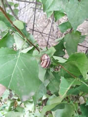 Helix lucorum