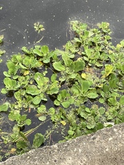 Pistia stratiotes