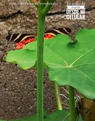 Heliconius charithonia