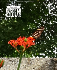 Heliconius charithonia