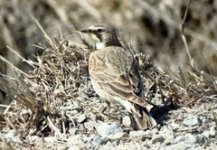 Eremophila alpestris