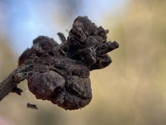 Rhopalomyia californica