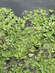 Pistia stratiotes