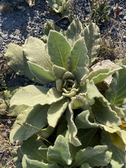 Verbascum