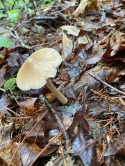 Entoloma strictius
