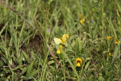 Eurema brigitta