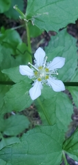 Parnassia fimbriata