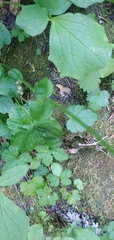 Parnassia fimbriata