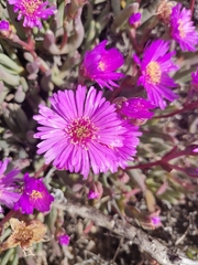 Leipoldtia schultzei