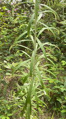 Pseudognaphalium obtusifolium