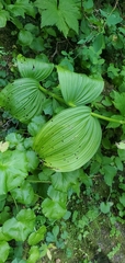 Veratrum viride