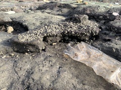 Hexanauplia