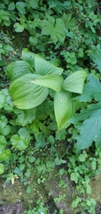 Veratrum viride