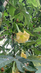 Brugmansia