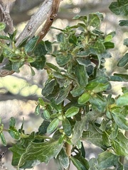 Baccharis pilularis
