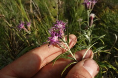 Saussurea salicifolia