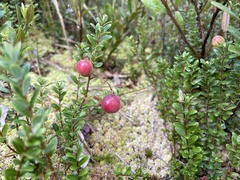 Vaccinium macrocarpon