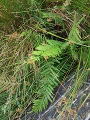 Dryopteris filix-mas