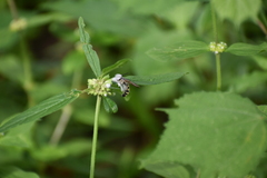 Campsomerinae