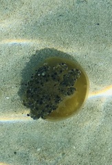 Cotylorhiza tuberculata