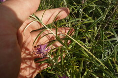 Saussurea salicifolia