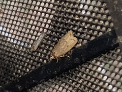 Autosticha kyotensis