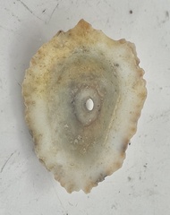 Fissurella barbadensis