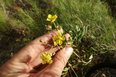 Sibbaldianthe orientalis