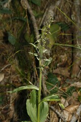Epipactis